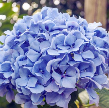 Bulutlu bir günde Fransız Normandiya 'sında bir bahçe.