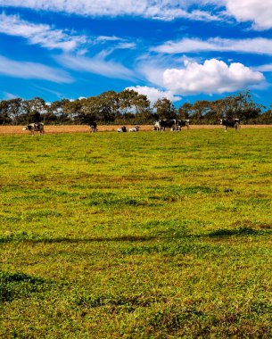 Fransa 'da bulutlu bir günde Aquitaine tarlaları