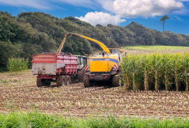 Traktörler tarlada mısır gevreği topluyor..