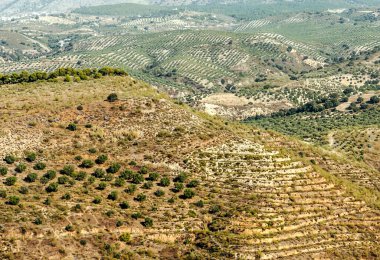 İspanya 'nın Granada kentindeki ormanlar şehir manzaralı.