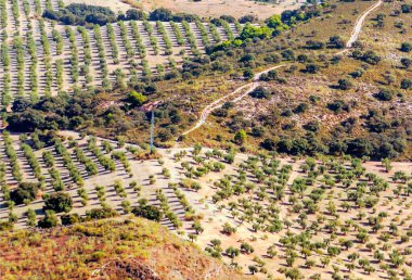İspanya 'nın Granada kentindeki ormanlar şehir manzaralı.
