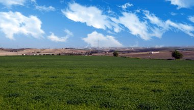 Güneşli bir günde İspanya 'nın güneyinde Jerez de la Frontera' nın tarlaları.
