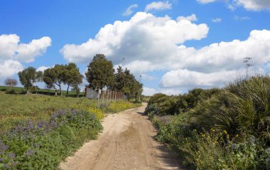 Güneşli bir günde İspanya 'nın güneyinde Jerez de la Frontera' nın tarlaları.