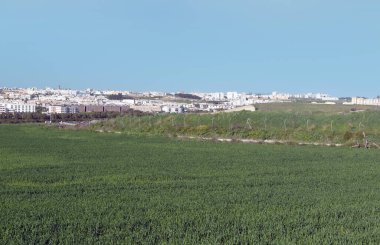 Güneşli bir günde İspanya 'nın güneyinde Jerez de la Frontera' nın tarlaları.