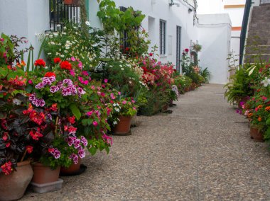 İspanya 'nın güneyindeki Cadiz' de Conil de La Frontera Caddesi 'nde saksılar var..
