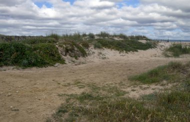 Baharda İspanya 'nın güneyinde Conil de La Frontera' nın çayırları. Çiçekleri ve kum tepeciklerini görebilirsin.