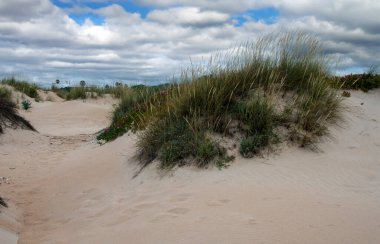 Baharda İspanya 'nın güneyinde Conil de La Frontera' nın çayırları. Çiçekleri ve kum tepeciklerini görebilirsin.