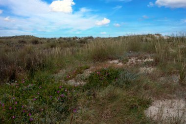 Baharda İspanya 'nın güneyinde Conil de La Frontera' nın çayırları. Çiçekleri ve kum tepeciklerini görebilirsin.