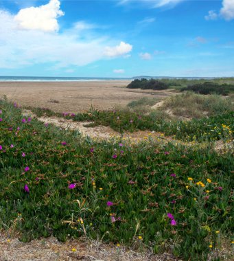 Baharda İspanya 'nın güneyinde Conil de La Frontera' nın çayırları. Çiçekleri ve kum tepeciklerini görebilirsin.
