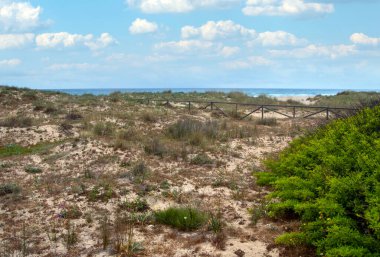 Baharda İspanya 'nın güneyinde Conil de La Frontera' nın çayırları. Çiçekleri ve kum tepeciklerini görebilirsin.