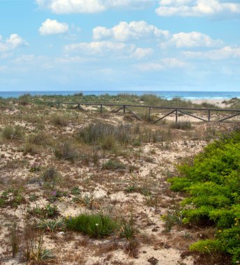 Baharda İspanya 'nın güneyinde Conil de La Frontera' nın çayırları. Çiçekleri ve kum tepeciklerini görebilirsin.