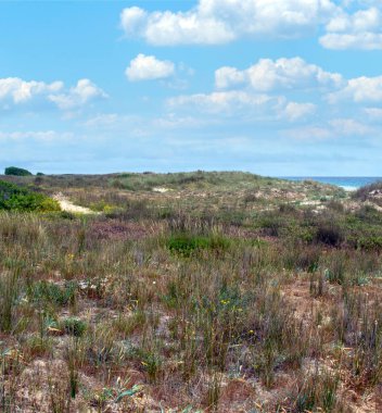 Baharda İspanya 'nın güneyinde Conil de La Frontera' nın çayırları. Çiçekleri ve kum tepeciklerini görebilirsin.