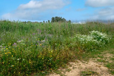 Baharda İspanya 'nın güneyinde Conil de La Frontera' nın çayırları. Çiçekleri ve kum tepeciklerini görebilirsin.