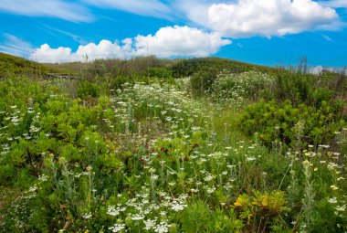Baharda İspanya 'nın güneyinde Conil de La Frontera' nın çayırları. Çiçekleri ve kum tepeciklerini görebilirsin.