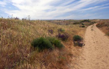 Baharda İspanya 'nın güneyinde Conil de La Frontera' nın çayırları. Çiçekleri ve kum tepeciklerini görebilirsin.