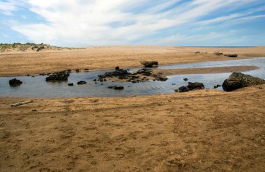 Baharda İspanya 'nın güneyinde Conil de La Frontera' nın çayırları. Çiçekleri ve kum tepeciklerini görebilirsin.
