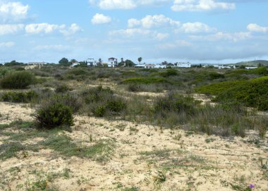 Baharda İspanya 'nın güneyinde Conil de La Frontera' nın çayırları. Çiçekleri ve kum tepeciklerini görebilirsin.