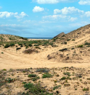 Baharda İspanya 'nın güneyinde Conil de La Frontera' nın çayırları. Çiçekleri ve kum tepeciklerini görebilirsin.