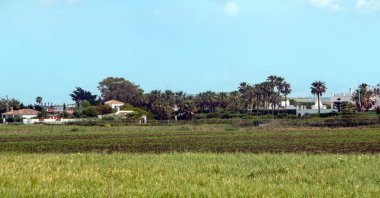 Baharda İspanya 'nın güneyinde Conil de La Frontera' nın çayırları. Çiçekleri ve kum tepeciklerini görebilirsin.