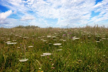 Baharda İspanya 'nın güneyinde Conil de La Frontera' nın çayırları. Çiçekleri ve kum tepeciklerini görebilirsin.