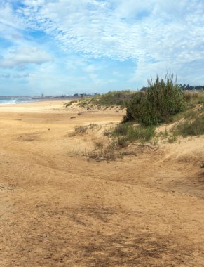 Baharda İspanya 'nın güneyinde Conil de La Frontera' nın çayırları. Çiçekleri ve kum tepeciklerini görebilirsin.