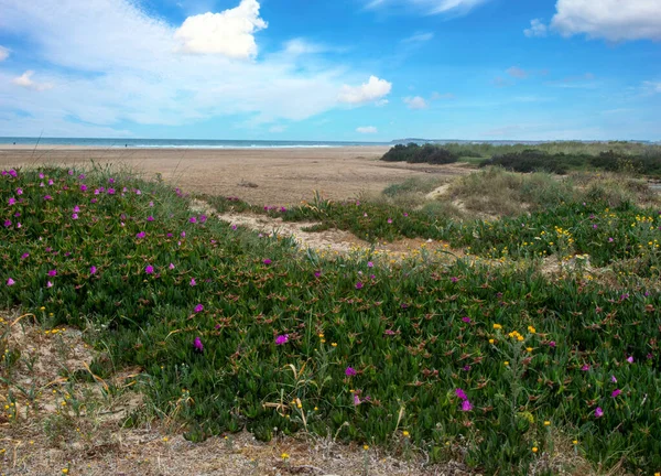 Conil Frontera Rétjei Spanyolország Déli Részén Tavasszal Láthatod Dűnék Virágait — Stock Fotó