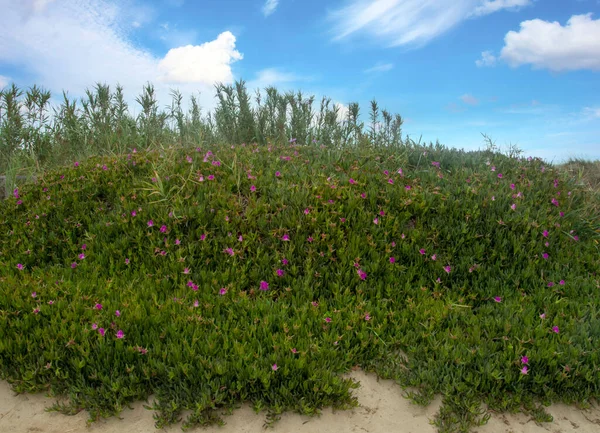 春にスペイン南部のConil Fronteraのメドウズ 砂丘の花や砂が見えます — ストック写真