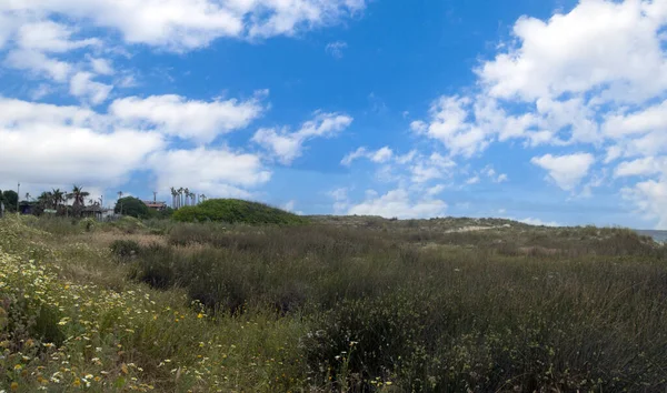 Луга Конил Фронтера Юге Испании Весной Можете Увидеть Цветы Песок — стоковое фото
