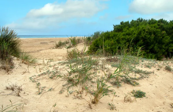 Meadows Conil Frontera Півдні Іспанії Навесні Можете Бачити Квіти Пісок — стокове фото