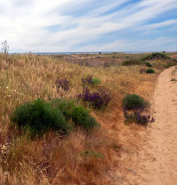 春にスペイン南部のConil Fronteraのメドウズ 砂丘の花や砂が見えます — ストック写真