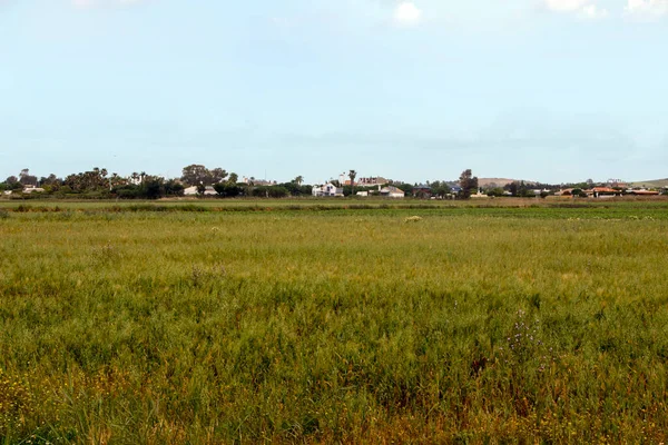 Baharda İspanya 'nın güneyinde Conil de La Frontera' nın çayırları. Çiçekleri ve kum tepeciklerini görebilirsin.