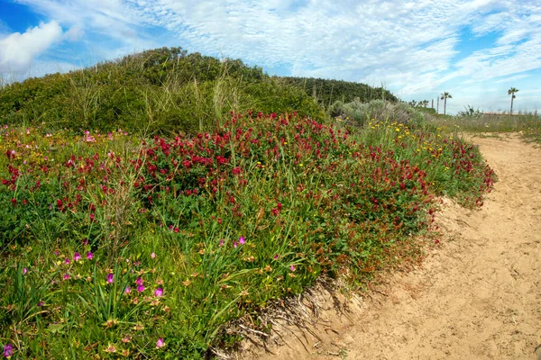 Prados Del Conil Frontera Sur España Primavera Puedes Ver Flores —  Fotos de Stock