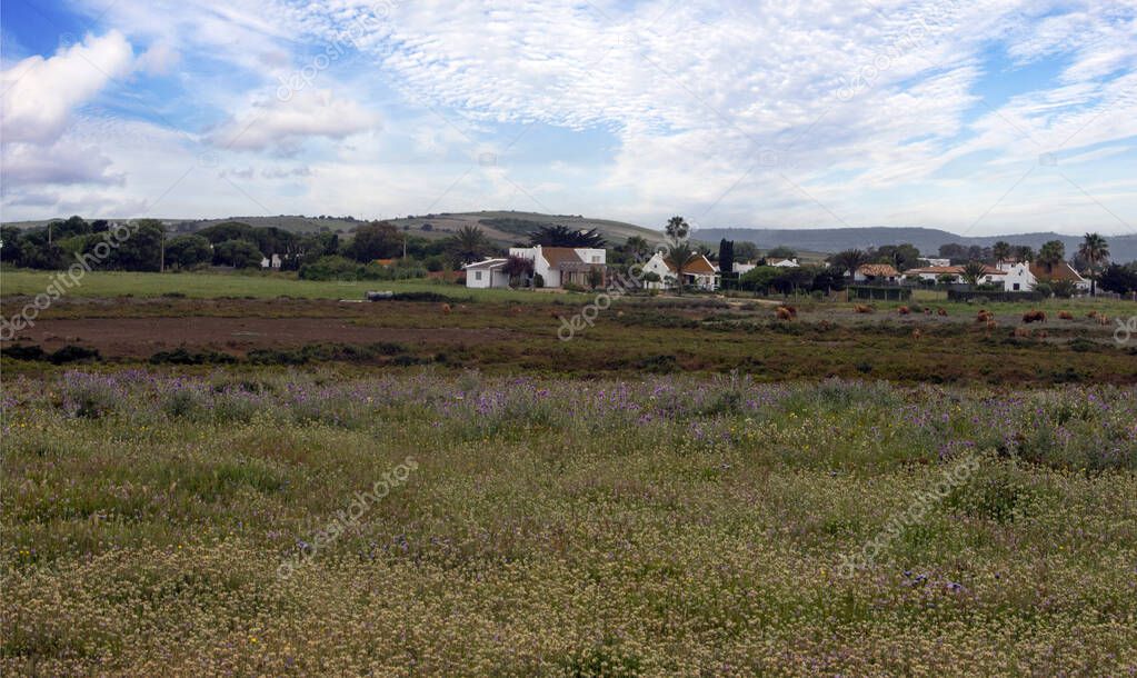 Meadows of Conil de La Frontera in the south of Spain in springtime. You can see flowers and sand of dunes