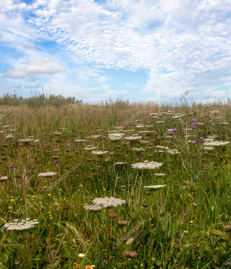 Meadows of Conil de La Frontera in the south of Spain in springtime. You can see flowers and sand of dunes