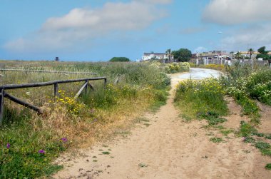 Baharda İspanya 'nın güneyinde Conil de La Frontera' nın çayırları. Çiçekleri ve kum tepeciklerini görebilirsin.