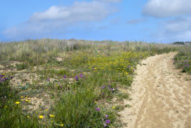 Baharda İspanya 'nın güneyinde Conil de La Frontera' nın çayırları. Çiçekleri ve kum tepeciklerini görebilirsin.