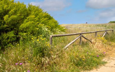 Baharda İspanya 'nın güneyinde Conil de La Frontera' nın çayırları. Çiçekleri ve kum tepeciklerini görebilirsin.