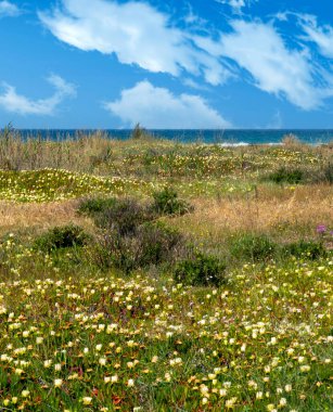 İspanya 'nın güneyindeki Conil de la Frontera sahillerinde bulutlu bir günde kumsal