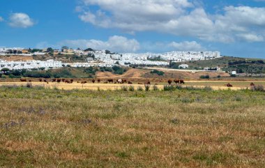 İspanya 'nın güneyindeki kıyıya yakın bir İspanyol köyünde baharda beyaz evler