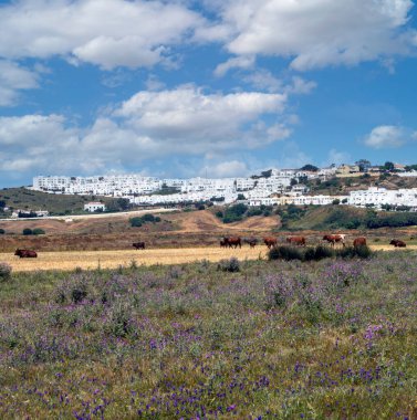 İspanya 'nın güneyindeki kıyıya yakın bir İspanyol köyünde baharda beyaz evler