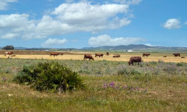 Baharda İspanya 'nın güneyinde Conil de La Frontera' nın çayırları. Çiçekleri ve kum tepeciklerini görebilirsin.