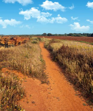 Baharda İspanya 'nın güneyinde Conil de La Frontera' nın çayırları. Çiçekleri ve kum tepeciklerini görebilirsin.
