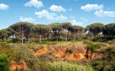 Baharda İspanya 'nın güneyinde Conil de La Frontera' nın çayırları. Çiçekleri ve kum tepeciklerini görebilirsin.