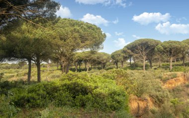 Baharda İspanya 'nın güneyinde Conil de La Frontera' nın çayırları. Çiçekleri ve kum tepeciklerini görebilirsin.