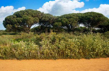 Baharda İspanya 'nın güneyinde Conil de La Frontera' nın çayırları. Çiçekleri ve kum tepeciklerini görebilirsin.
