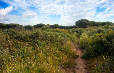 Baharda İspanya 'nın güneyinde Conil de La Frontera' nın çayırları. Çiçekleri ve kum tepeciklerini görebilirsin.