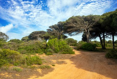 Baharda İspanya 'nın güneyinde Conil de La Frontera' nın çayırları. Çiçekleri ve kum tepeciklerini görebilirsin.