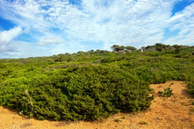 Baharda İspanya 'nın güneyinde Conil de La Frontera' nın çayırları. Çiçekleri ve kum tepeciklerini görebilirsin.