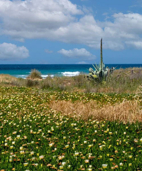 Meadows Conil Frontera South Spain Springtime You Can See Flowers — Stock Photo, Image