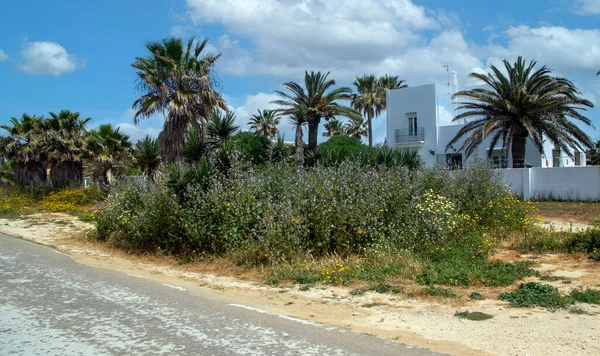 Луга Конил Фронтера Юге Испании Весной Можете Увидеть Цветы Песок — стоковое фото